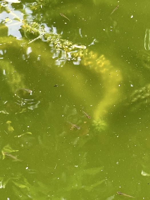 GRATIS Guppies selvagens