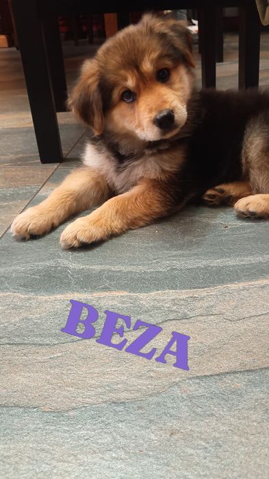 Beza młoda puchata dama do adopcji