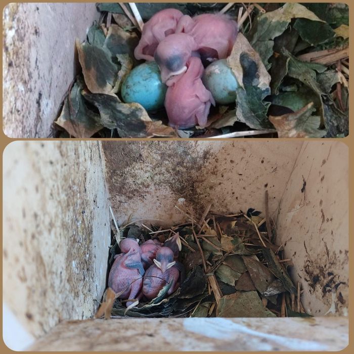 Casal reprodutor de Lamprotornis chalybeaus