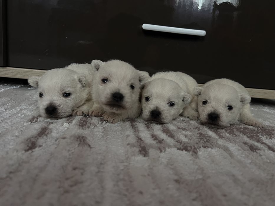 Хлопчики вестики