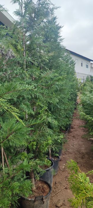 Cupressus leylandii / tuia / oliveiras