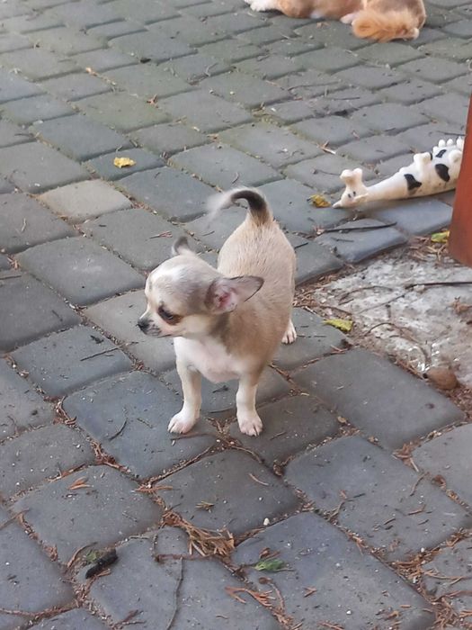 Szczeniaczek chihuahua
