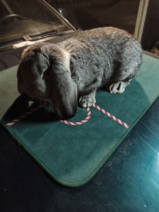 Samczyk Baran Francuski Szynszyl.