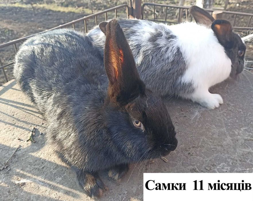Продам кролі м. Вінниця