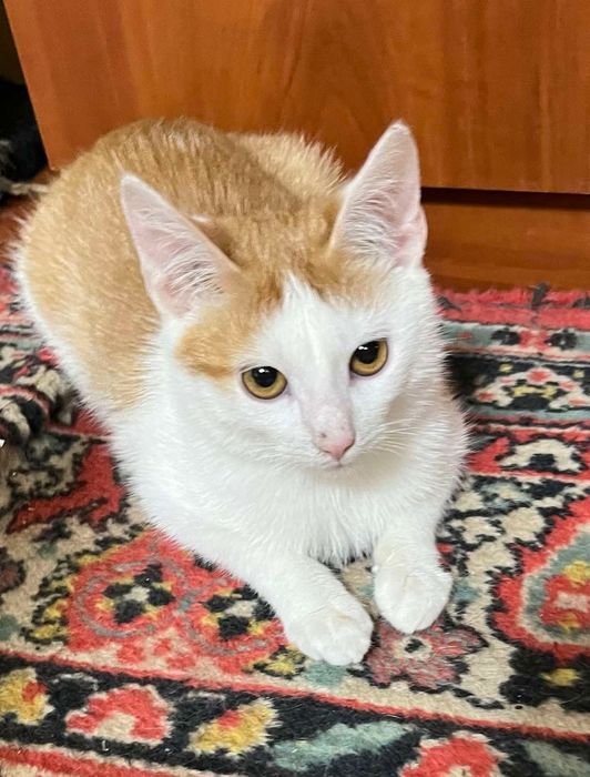 Отдам котёнка-мальчика