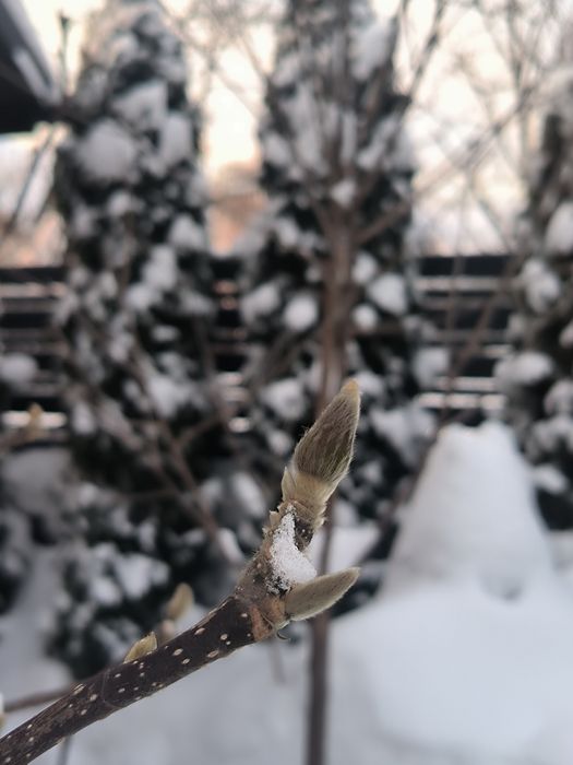 Продаж та догляд за рослинами