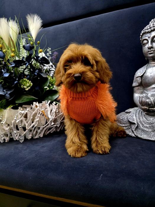 Cudna 5 miesięczna sunieczka maltipoo w kolorze  red.