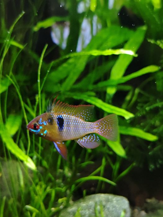 Pielegniczka Razmireza, młode
