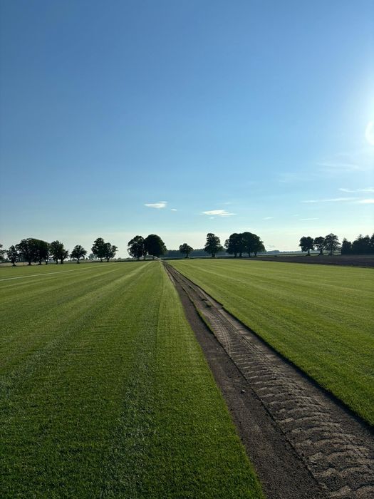 Trawa trawnik z rolki sprzedaż transport montaż wysyłki