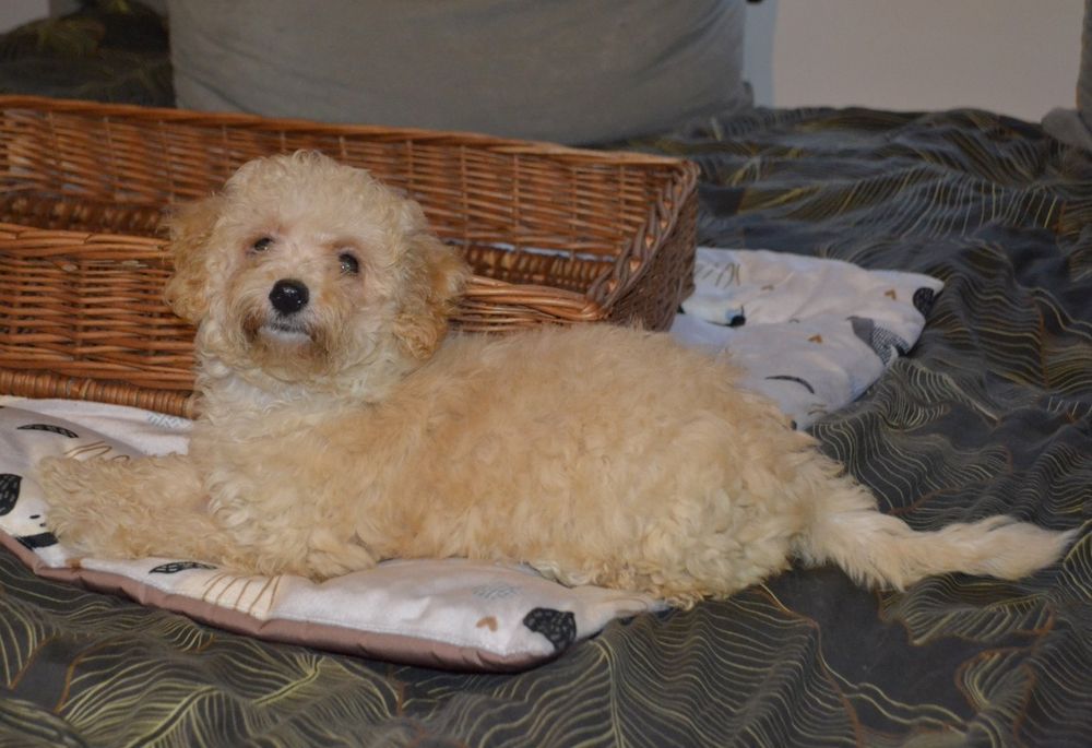 Maltipoo suczka IZZY