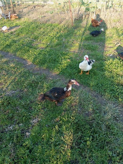 Vendo patos ou patas