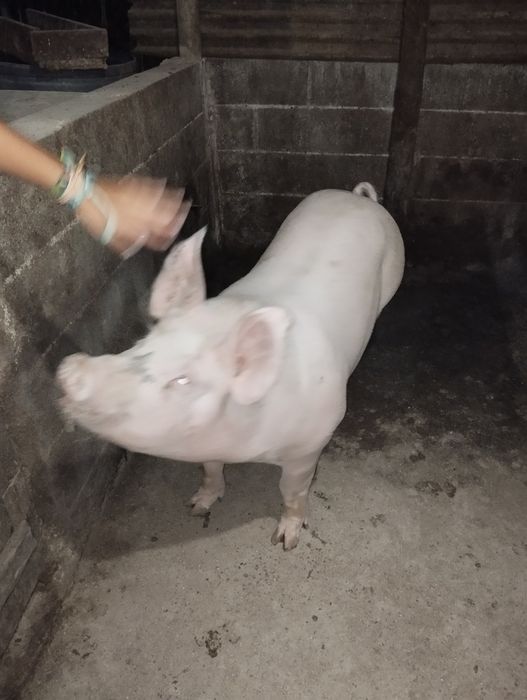 Leitões para venda