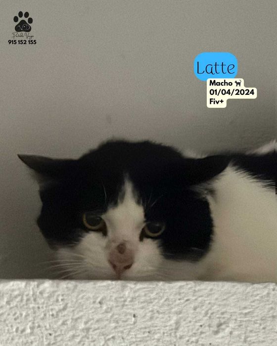 Gato para adoçao(Latte)