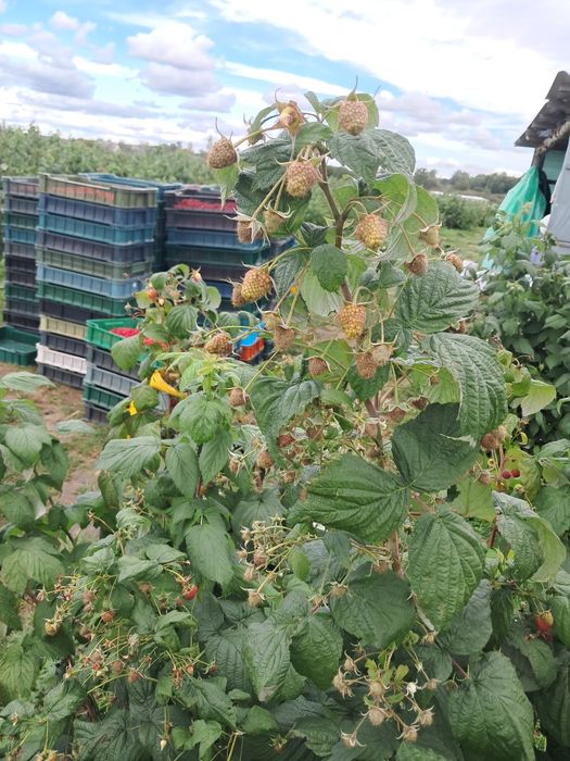 Продам садженці малини Полана 3гр