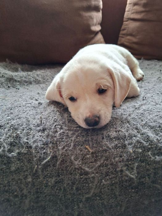 Таксики в добрі руки