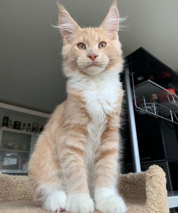 На продажу Мейнкунята