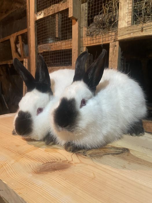 Каліфорнія 4 + міс