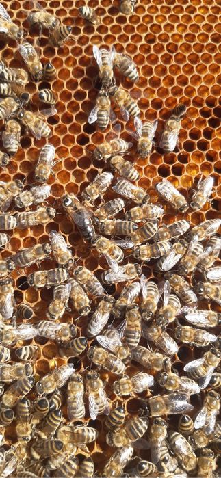 Бджоли вулики зимувалі