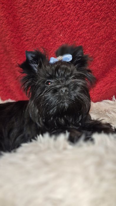 Yorkshire Terrier piesek do odbioru