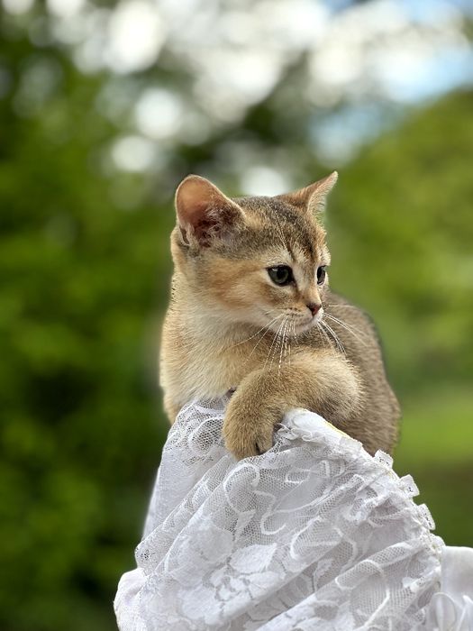 Чарівний абісінський хлопчик.Доставка за кордон.