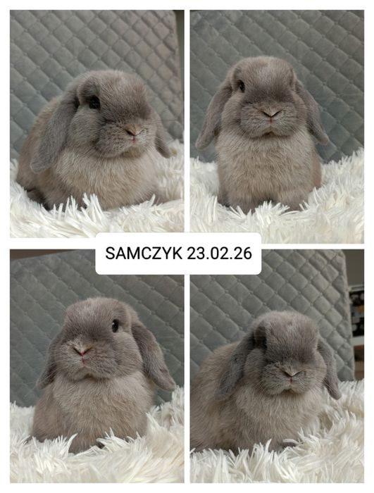 Królik miniaturka minilop mini lop
