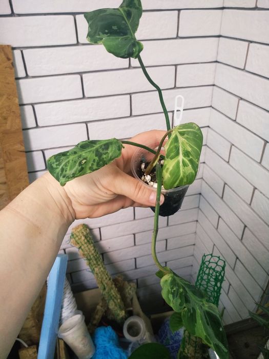 філодендрон gloriosum var, yellow saw, pink birkin, маска