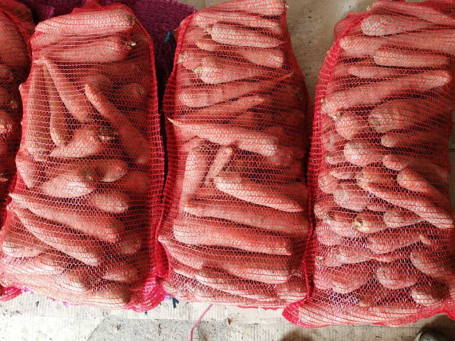 marchew i buraki odpadowe dzwierząt.