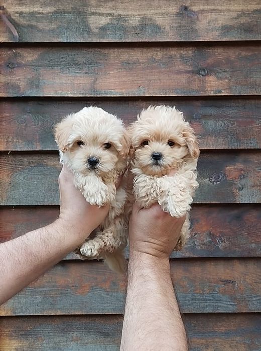 Мальтипу ф1 и ф2