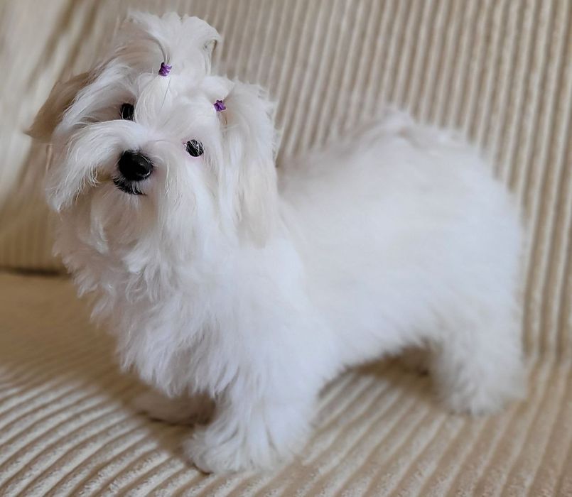 Грайлива, активна дівчинка Maltese