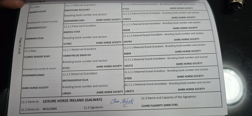 Ogierek Shire 7 miesiecy