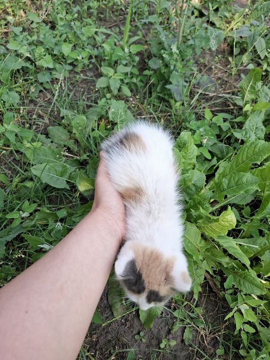 Отдам котят к любящему сердцу котик кошечка котята бесплатно