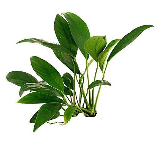 Anubia Barteri nana - Planta Aquática