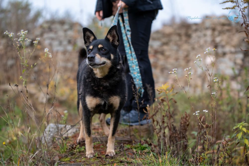 Mały,czarny,spokojny pies w typie rasy Shiba Inu.Piękny i mądry samiec