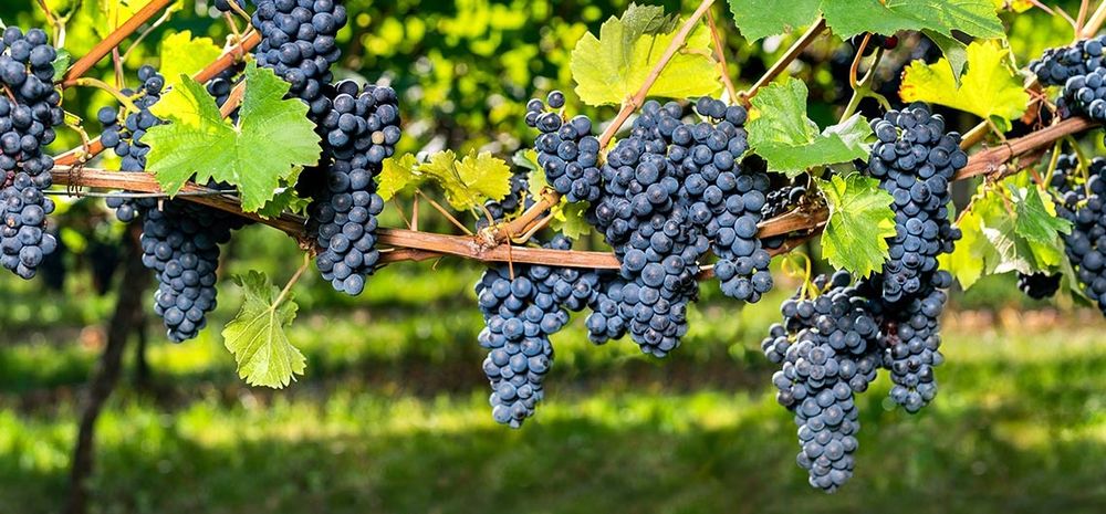 Vendo Uvas Tintas