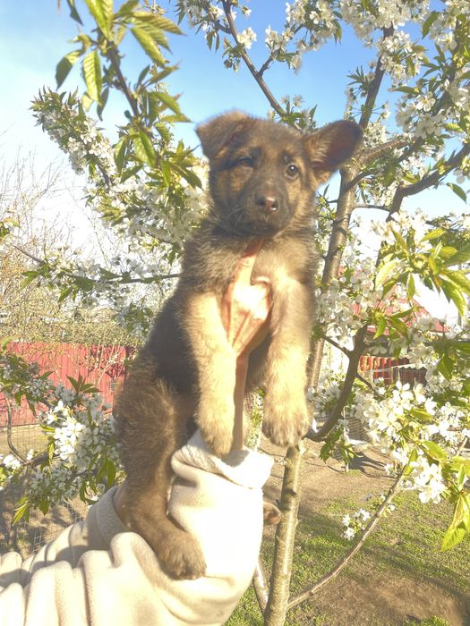 Щенки немецкой овчарки