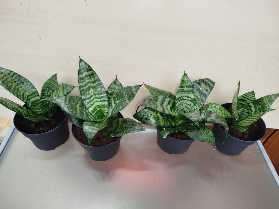 Щучий хвост Сансевиерия Ханни сансивиерия Сансівієрія сансевієрія