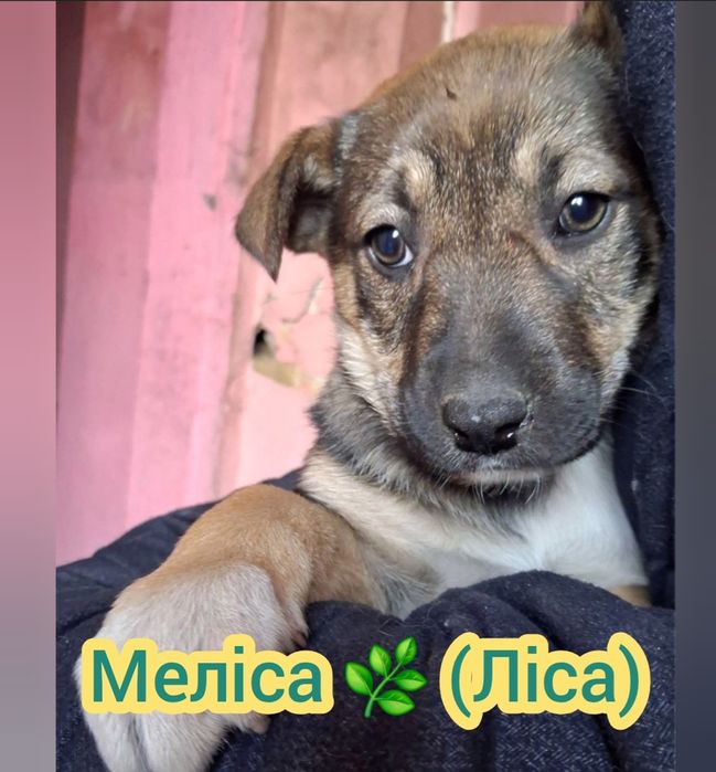 Чекають на люблячі родини Цуценя, собака,пес, песик, щенок