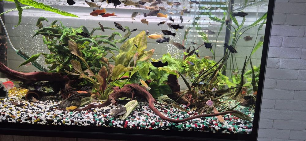 Glonojad , molinezja , krewetka - własna hodowla