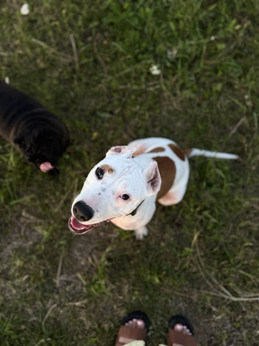 Цуценята Амстаффа Бронь !