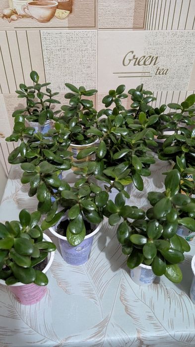 Товстянка, красула, грошове дерево