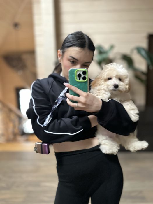 Мальтипу ф1 мини  3 месяца Кремового окраса (слоновая кость)