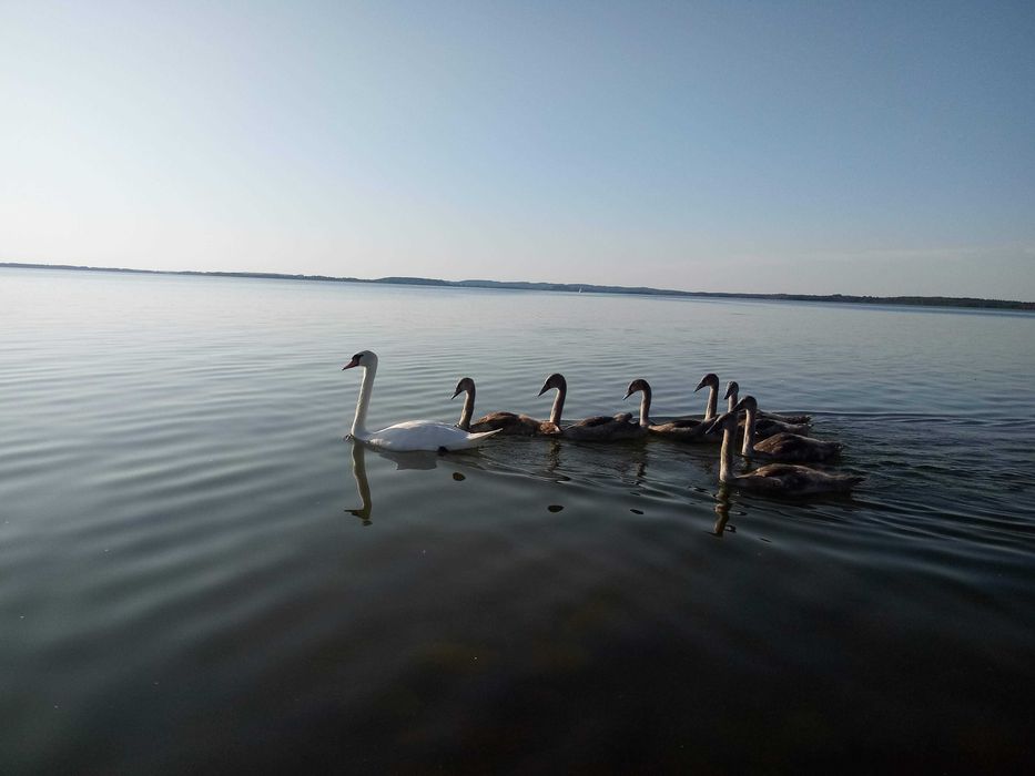 Nowe Guty 102 - domki letniskowe nad Śniardwami - Mazury