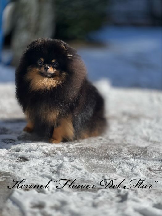 Красивый породистый мальчик