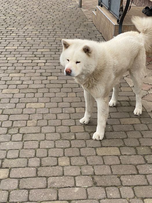 Акита для вʼязки