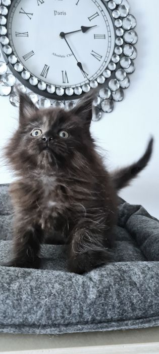 Maine coon Kotka czarna