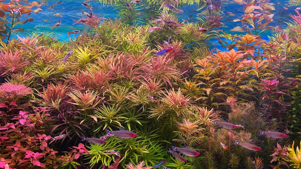 Mineralizator GH, BEZ KH – 400 ml