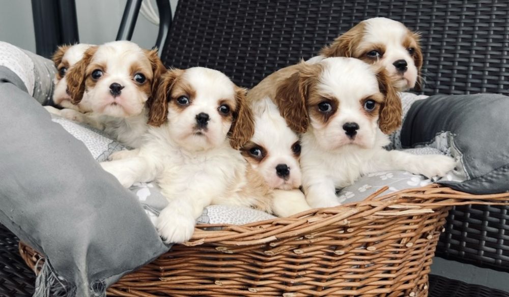Cavalier King Charles Spaniel z rodowodem