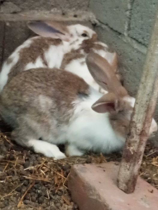 Vende coelhos caseiros