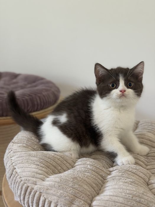 Fêmea British Shorthair com LOP