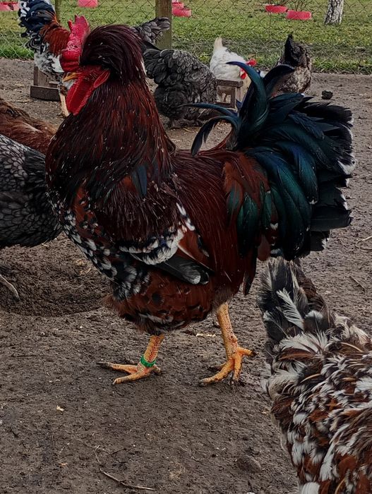 Czubatka staropolska jaja lęgowe